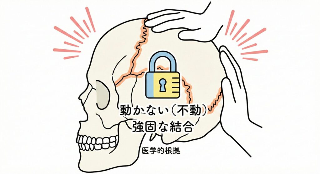 頭蓋骨の縫合は動かないことを示す解剖学的な図解イラスト
