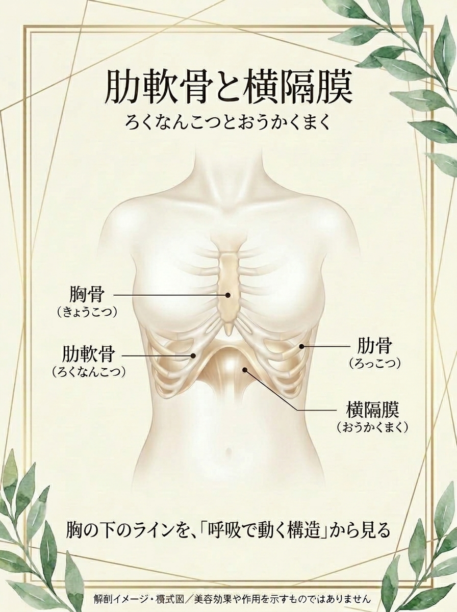 肋軟骨と横隔膜の位置関係を示す解剖イメージ・模式図