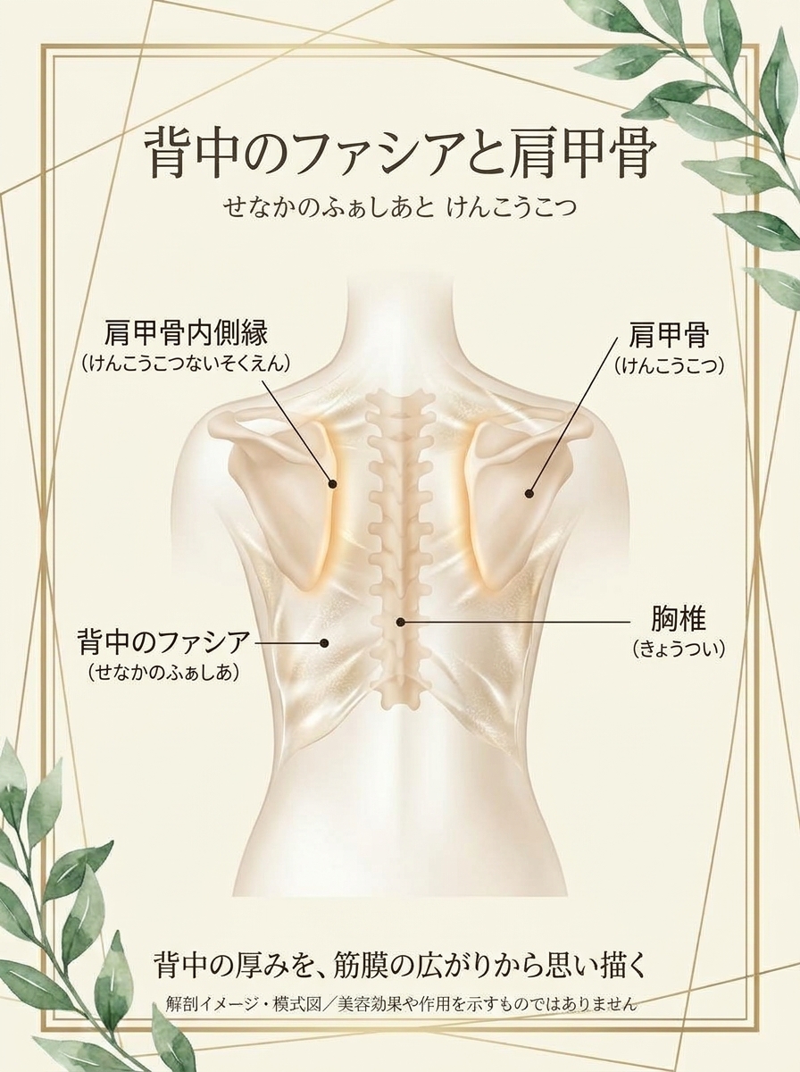 背中のファシアと肩甲骨の位置関係を示す解剖イメージ・模式図